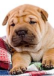 Shar Pei puppies for sale