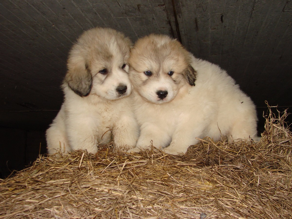 Puppies for sale - Great Pyrenees, Great Pyrenees - ##f ...