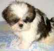 Miniature+shih+tzu+puppies+for+sale+in+missouri