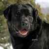 Labrador retriever breeders oneonta ny