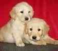 Golden retriever pups for sale dublin