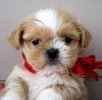 Teacup+shih+tzu+puppies+for+sale+in+missouri