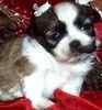 Shih+tzu+puppies+for+sale+in+texas+cheap