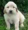 Cost of pedigree golden retriever puppies