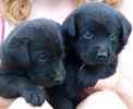 Labrador retriever puppies for sale in tx