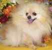 Pomeranian puppies for sale in champaign il