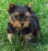 Yorkie Puppies For Sale In Paducah Kentucky Yorkie Puppies For Sale In Paducah Kentucky