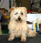 Norfolk Terrier puppies for sale