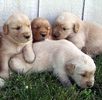 Golden retriever puppies in oxford ma