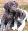 Lab puppies for sale in waycross ga