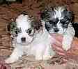 Shih+tzu+maltese+puppies+for+sale+in+michigan