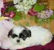 Shih+tzu+puppy+for+sale+in+maryland