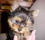yorkie puppies for sale in macon ga terrier puppies for sale yorkie puppies for sale terrier yorkie puppies for sale in macon ga terrier puppies for sale yorkie puppies for sale terrier