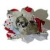 Shih+tzu+puppies+for+sale+in+pa