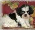 Shih+tzu+puppies+for+sale+in+maryland+cheap