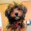 Lhasa Poo Puppies For Sale In Massachusetts