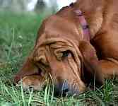 Bloodhound puppies for sale