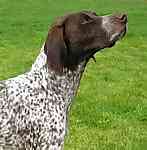 German Shorthaired Pointer puppies for sale
