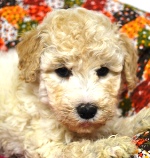 Whoodle puppies for sale