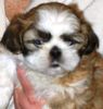 Shih+tzu+puppies+for+sale+in+texas+cheap