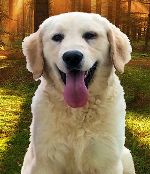 Golden retriever puppies breeders texas