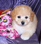 Maltipoo Breeders In Greenville Sc