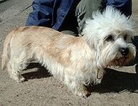 Dandie Dinmont Terrier puppies for sale