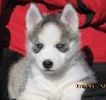 Miniature Siberian Husky Breeders In Iowa