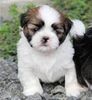 Shih+tzu+puppy+for+sale+in+maryland