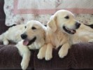 Golden retriever puppies south bend indiana