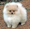 Pomeranian puppies for sale in germany