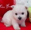 West Highland Terrier For Sale Orlando Fl