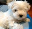 Toy Maltese Breeders In Nc