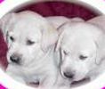 Yellow labrador puppies for sale california
