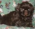 Teacup+shih+tzu+puppies+for+sale+in+illinois