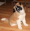 Akita inu puppies for sale in texas