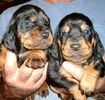 Coon dogs for sale ga