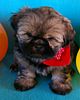 Teacup+shih+tzu+puppies+for+sale+in+texas