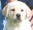 Labrador retriever puppies for sale in upper michigan