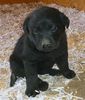Labrador retriever breeders ca