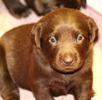 Black labrador retriever puppies for sale in wisconsin
