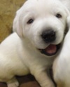 White english lab puppies for sale in illinois