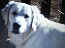 Golden retrievers for sale jacksonville fl