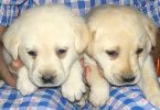 Lab puppies for sale i