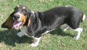 basset hound puppies for sale in oklahoma basset hound puppies for sale basset hound breeders basset hound puppies for sale in oklahoma basset hound puppies for sale basset hound breeders