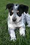 Australian Cattle Dog puppies for sale