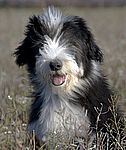 Bearded Collie puppies for sale