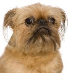 Brussels Griffon puppies for sale