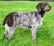 German Wirehaired Pointer puppies for sale