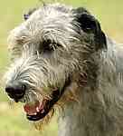 Irish Wolfhound puppies for sale